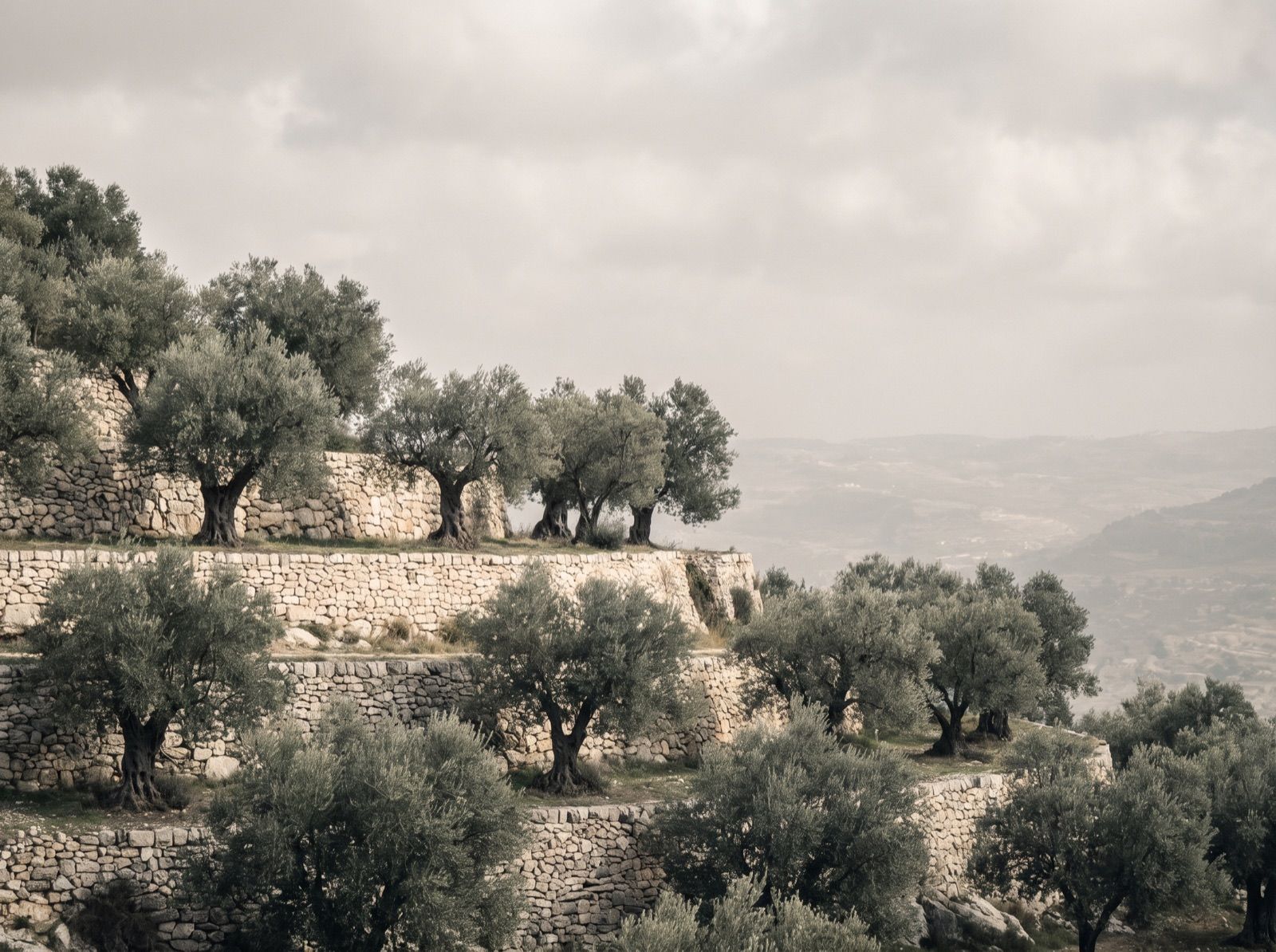 Terraced olive groves on a limestone hillside